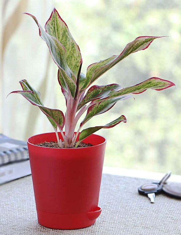 Aglaonema Red Natural Live Plant With Self Watering Pot